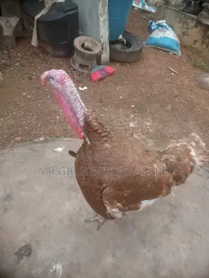 Red Bourbon Turkey