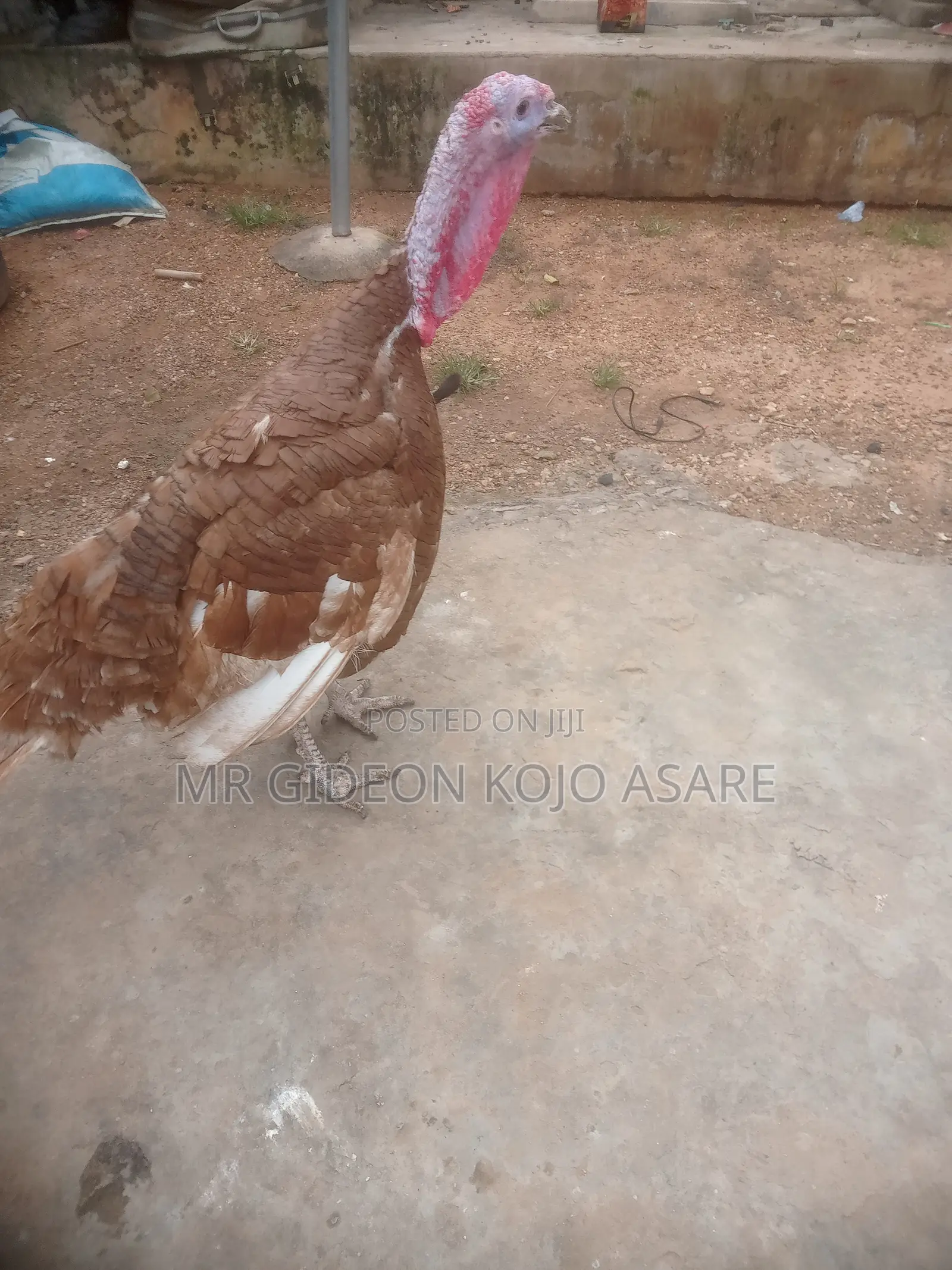 Red Bourbon Turkey