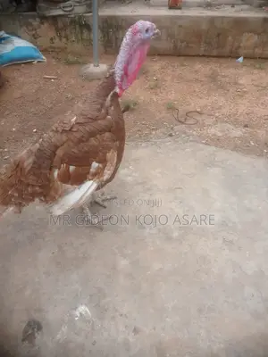 Red Bourbon Turkey