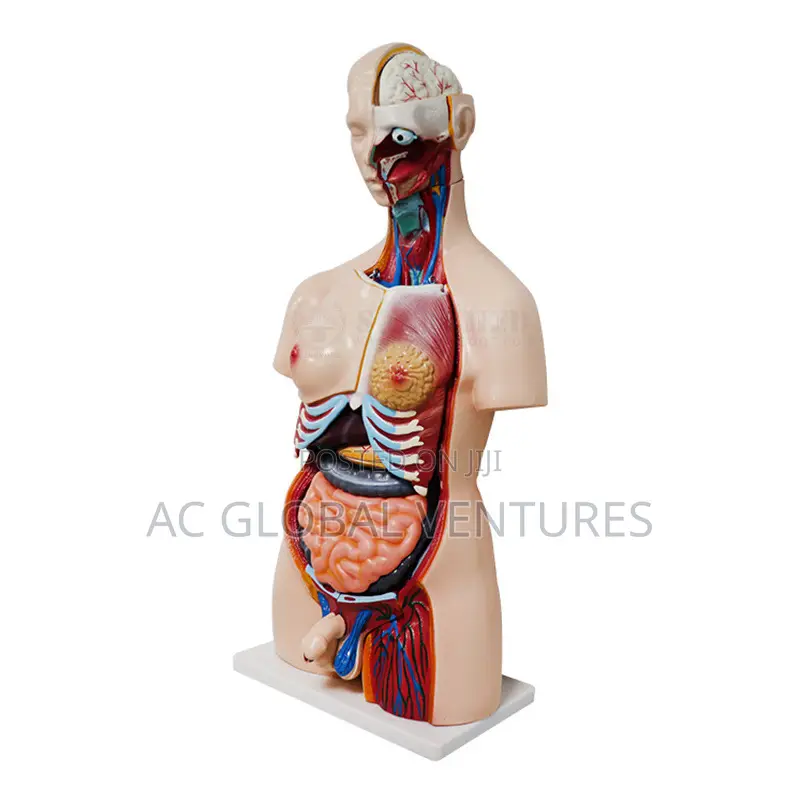 Sexless Torso