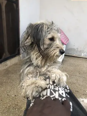 1+ year Male Purebred Polish Lowland Sheepdog