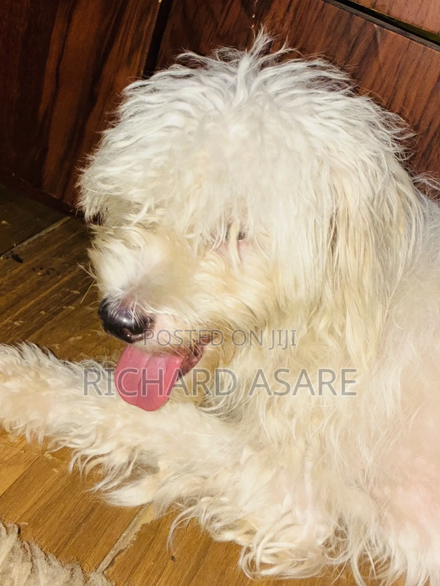 6-12 months Female Purebred Poodle