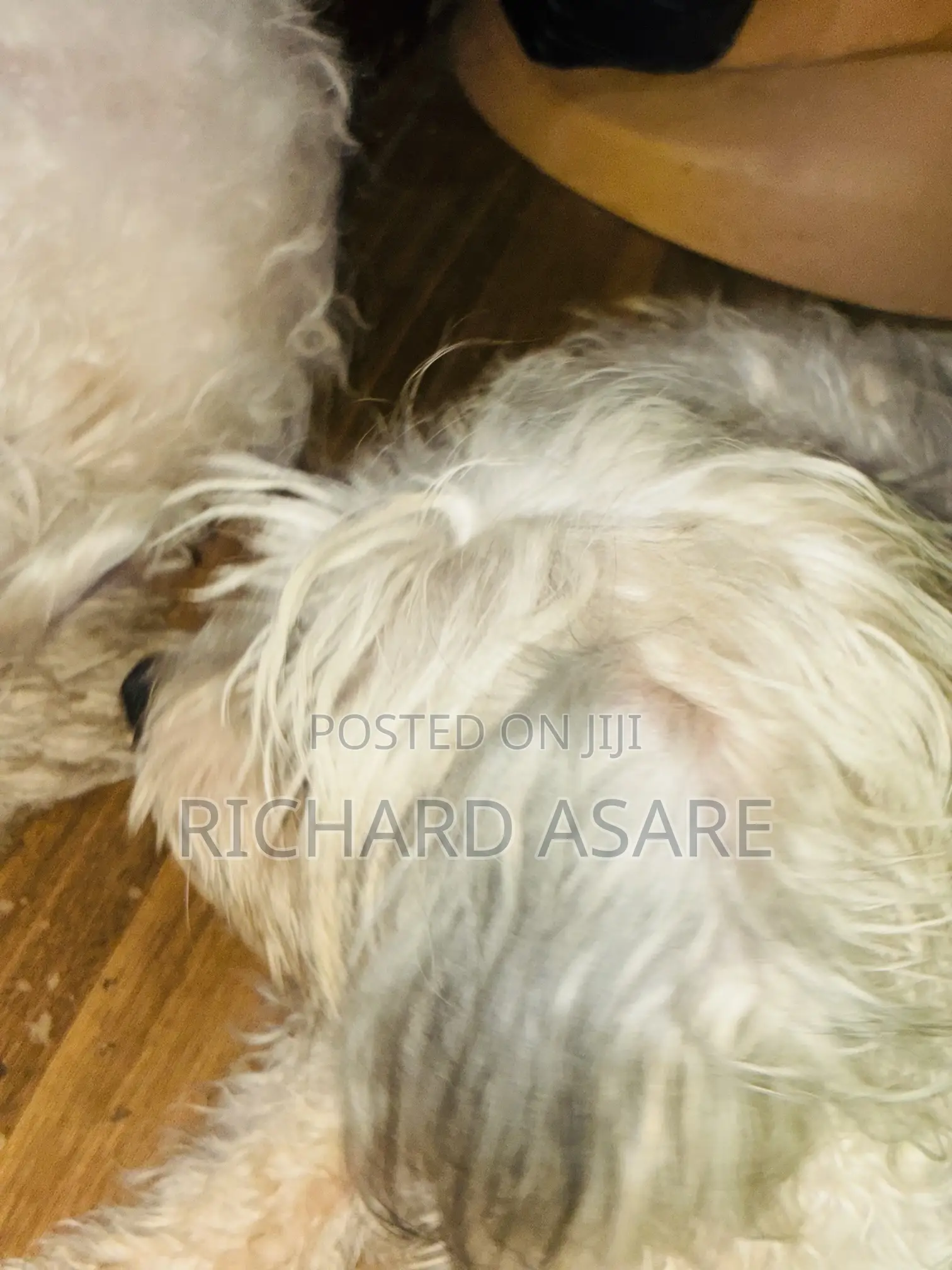 6-12 months Male Purebred Poodle