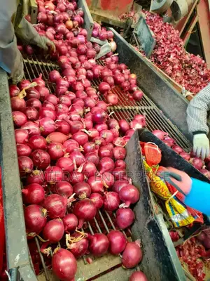 Fresh Onions