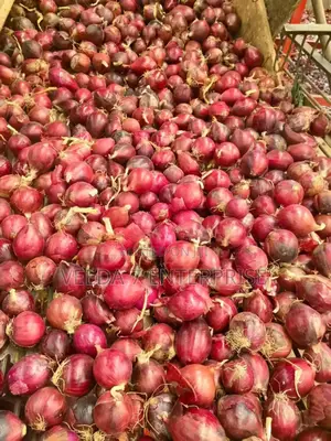 Fresh Onions