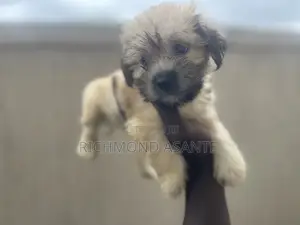 1-3 months Female Purebred Poodle