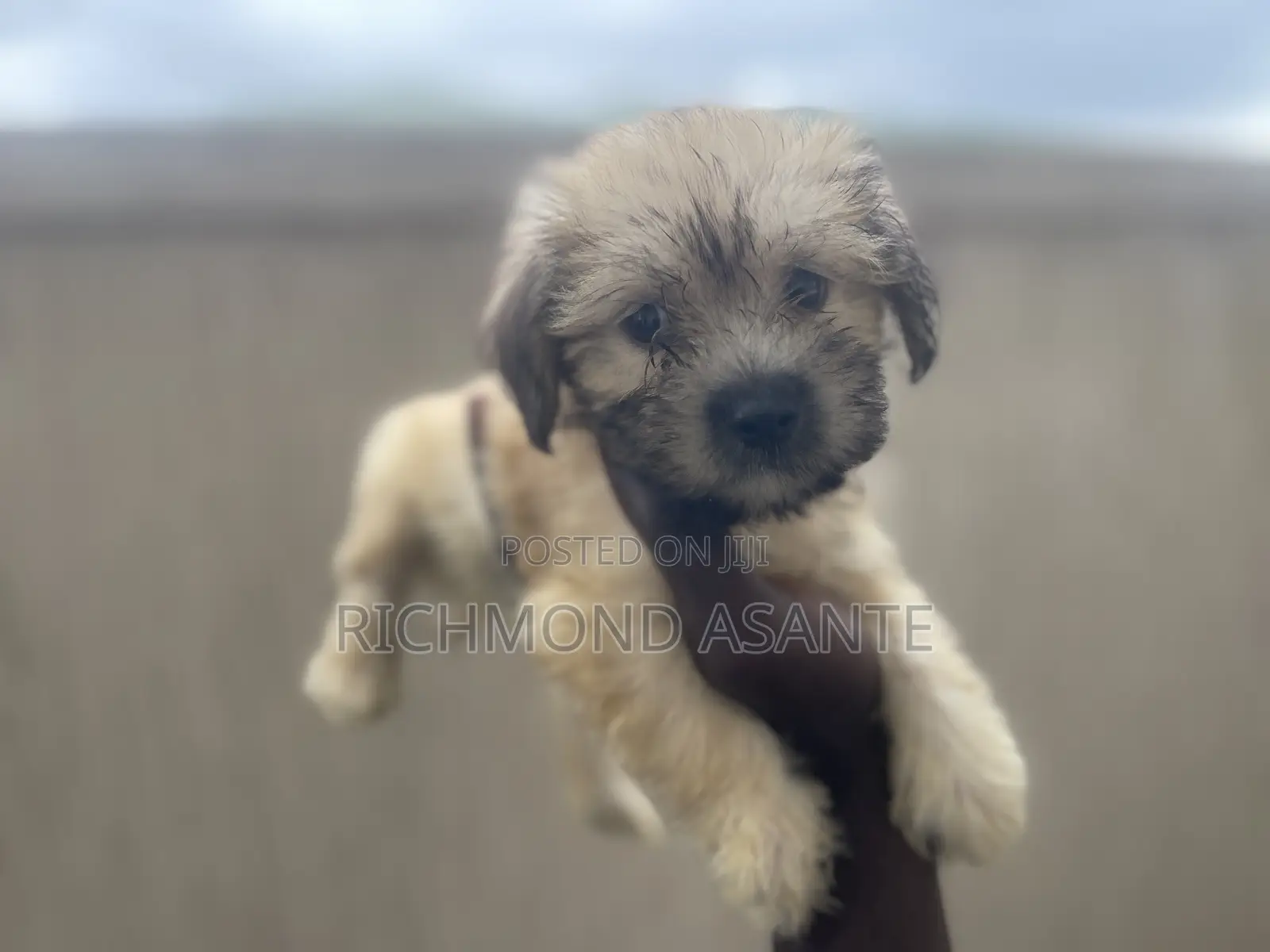 1-3 months Female Purebred Poodle