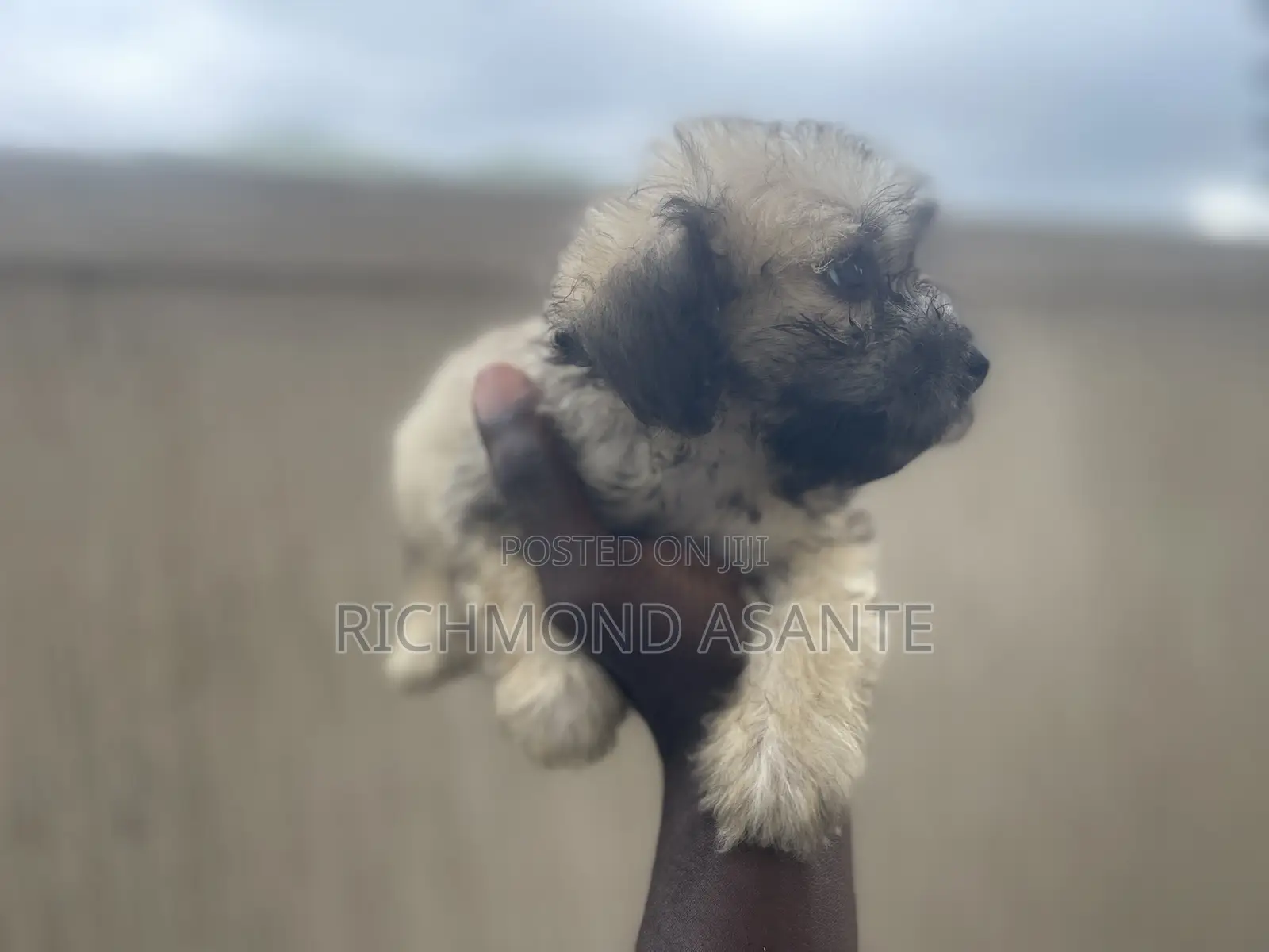 1-3 months Female Purebred Poodle