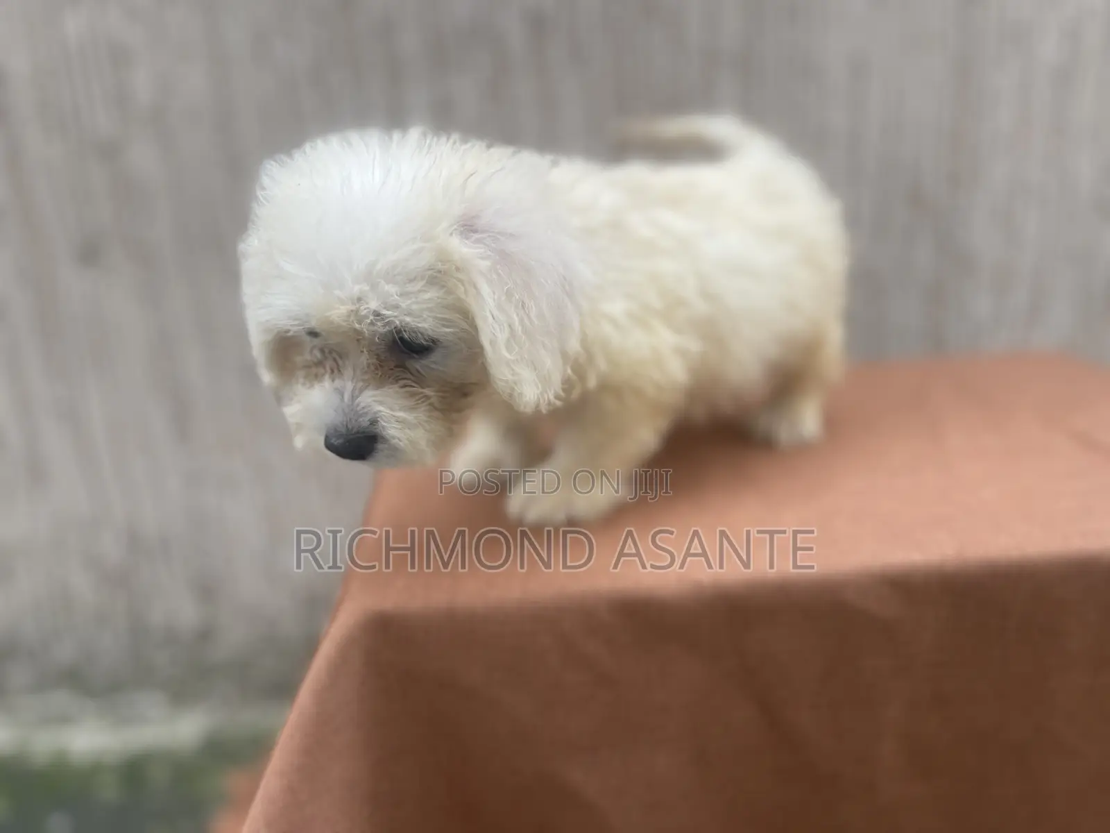 1-3 months Female Purebred Poodle