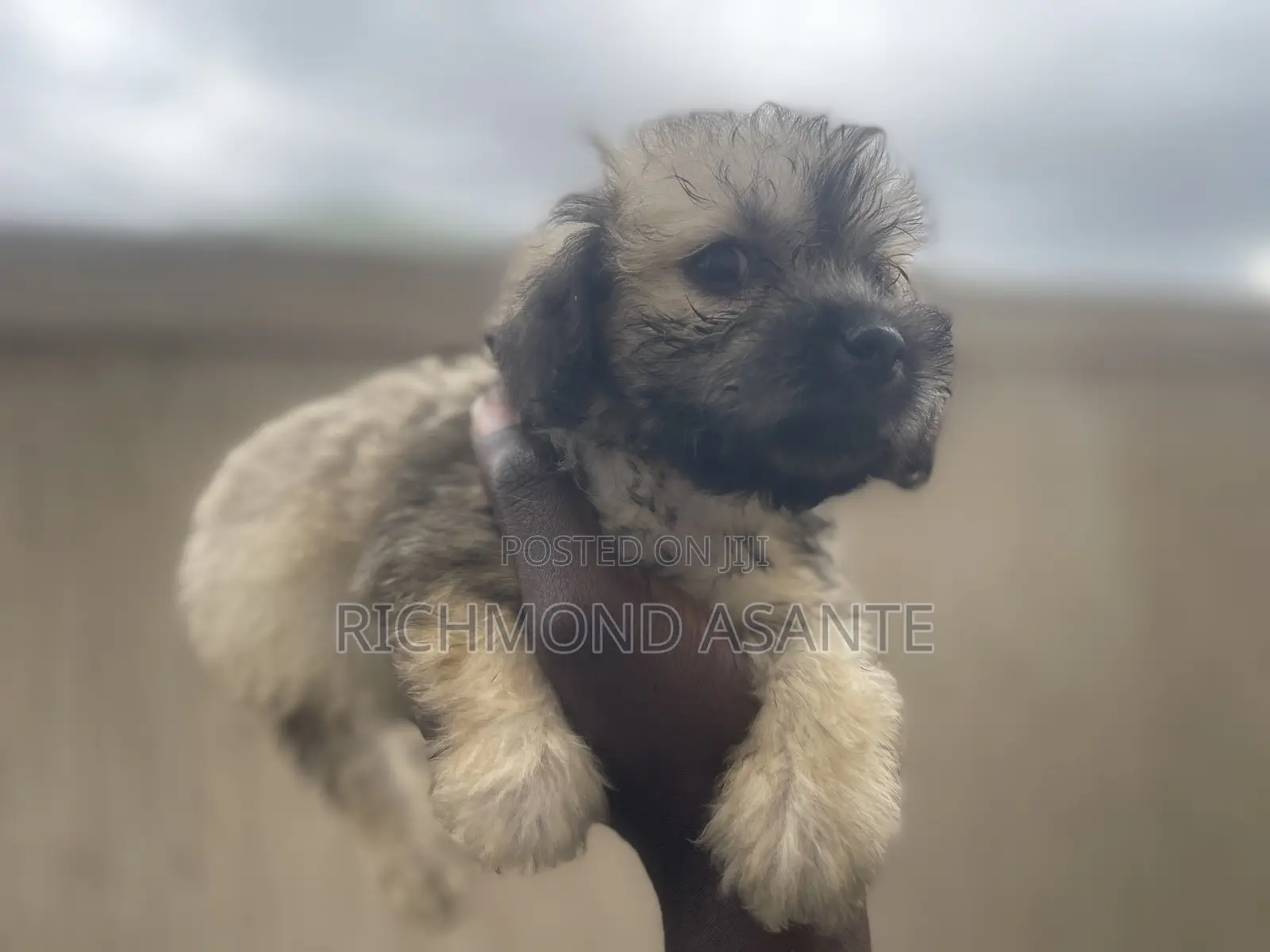 1-3 months Female Purebred Poodle
