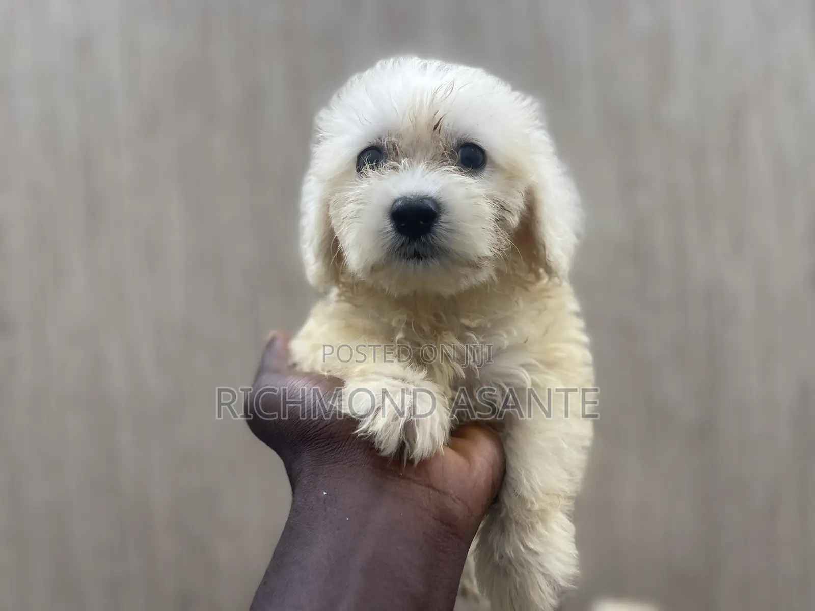 1-3 months Female Purebred Poodle