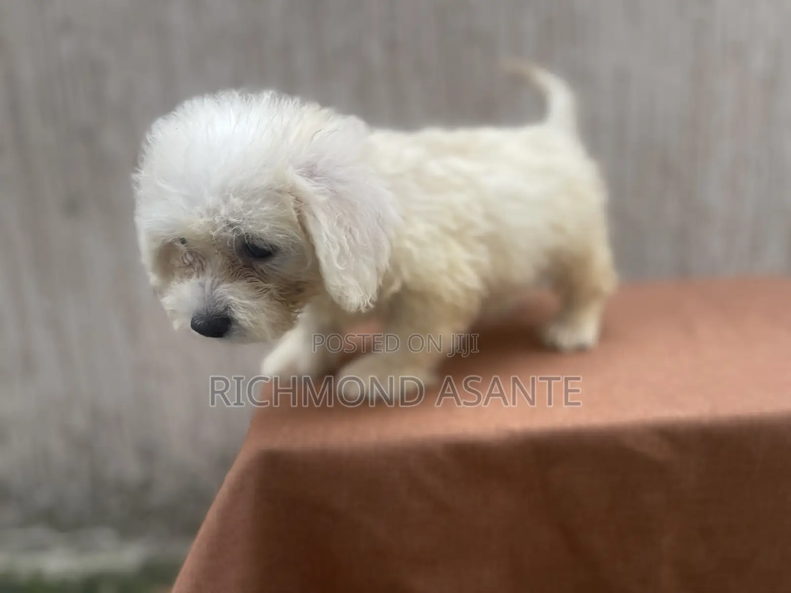 1-3 months Female Purebred Poodle