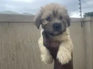 1-3 months Female Purebred Poodle