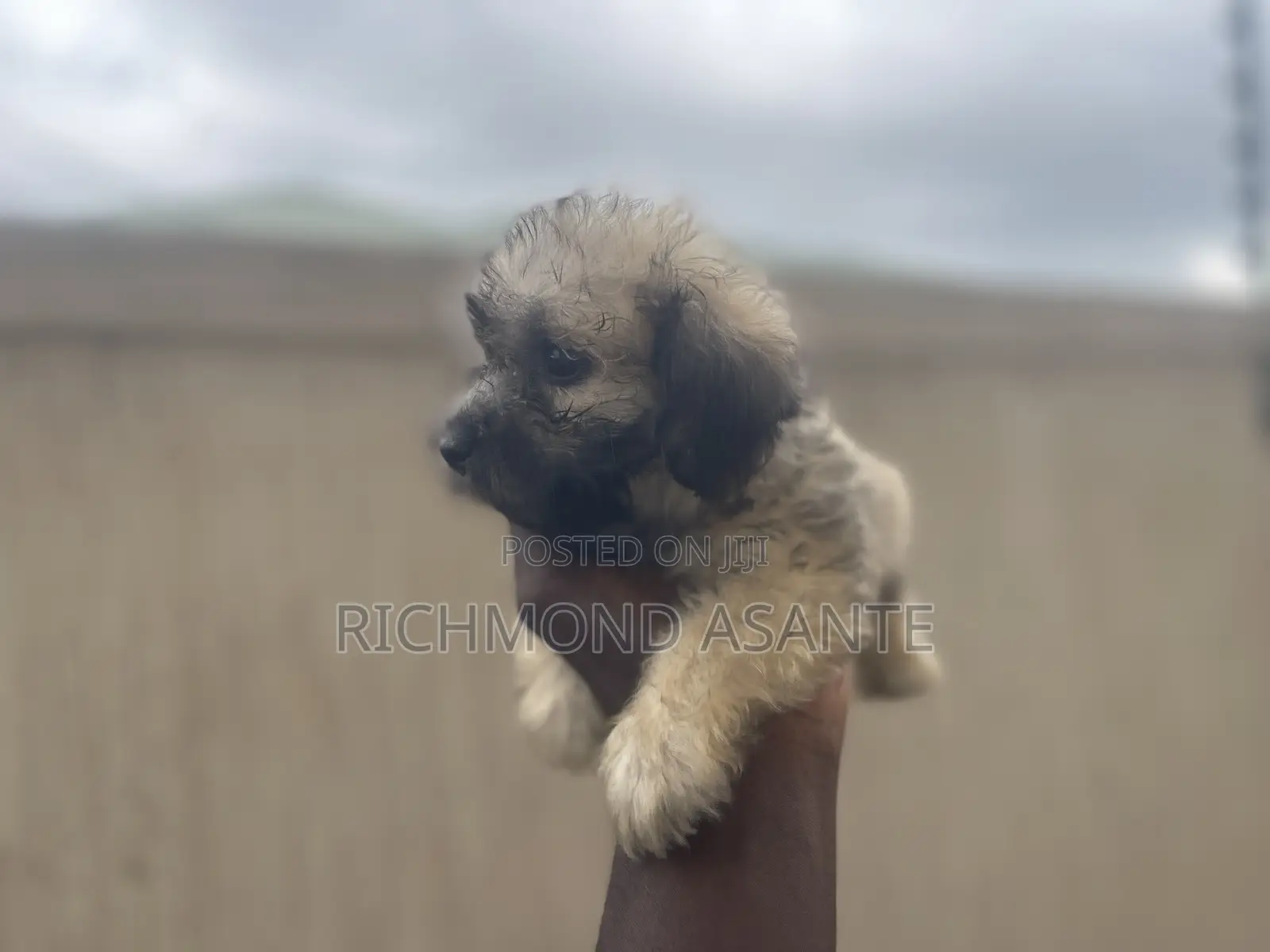 1-3 months Female Purebred Poodle