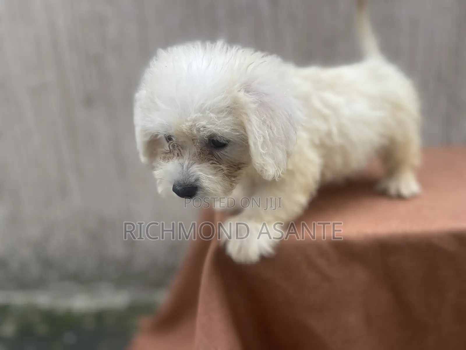 1-3 months Female Purebred Poodle