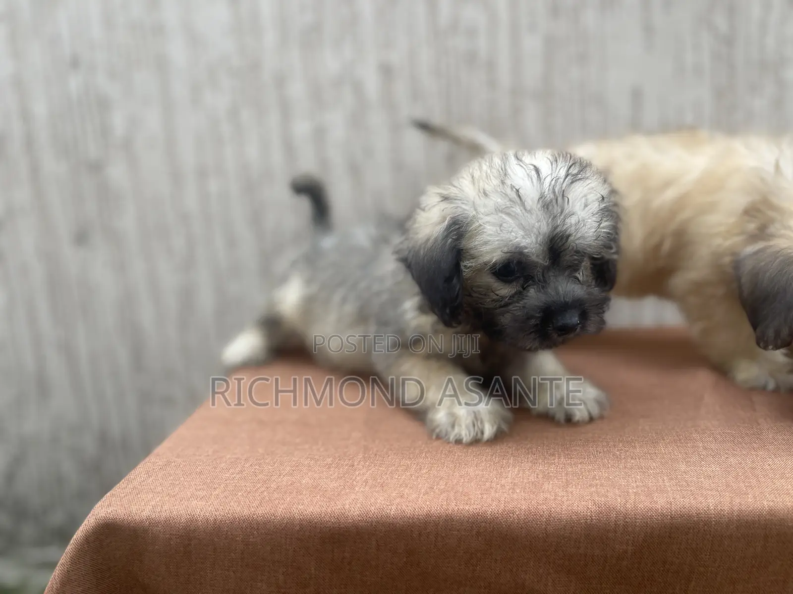 1-3 months Female Purebred Poodle