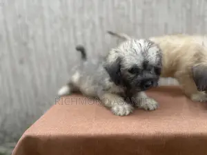 1-3 months Female Purebred Poodle
