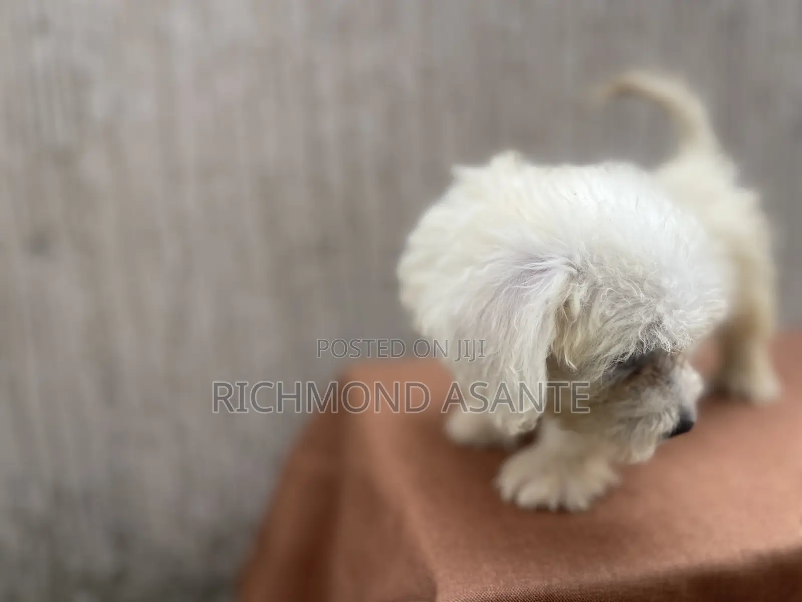 1-3 months Female Purebred Poodle
