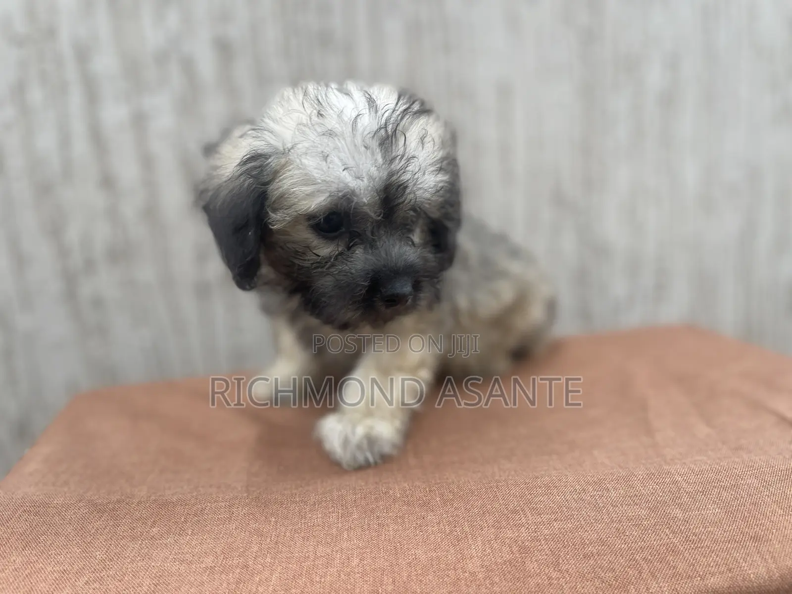 1-3 months Female Purebred Poodle