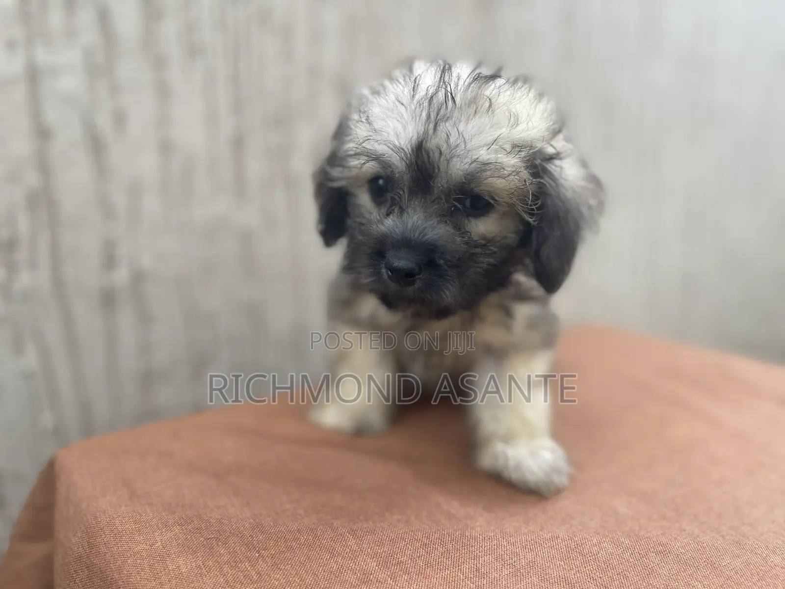 1-3 months Female Purebred Poodle