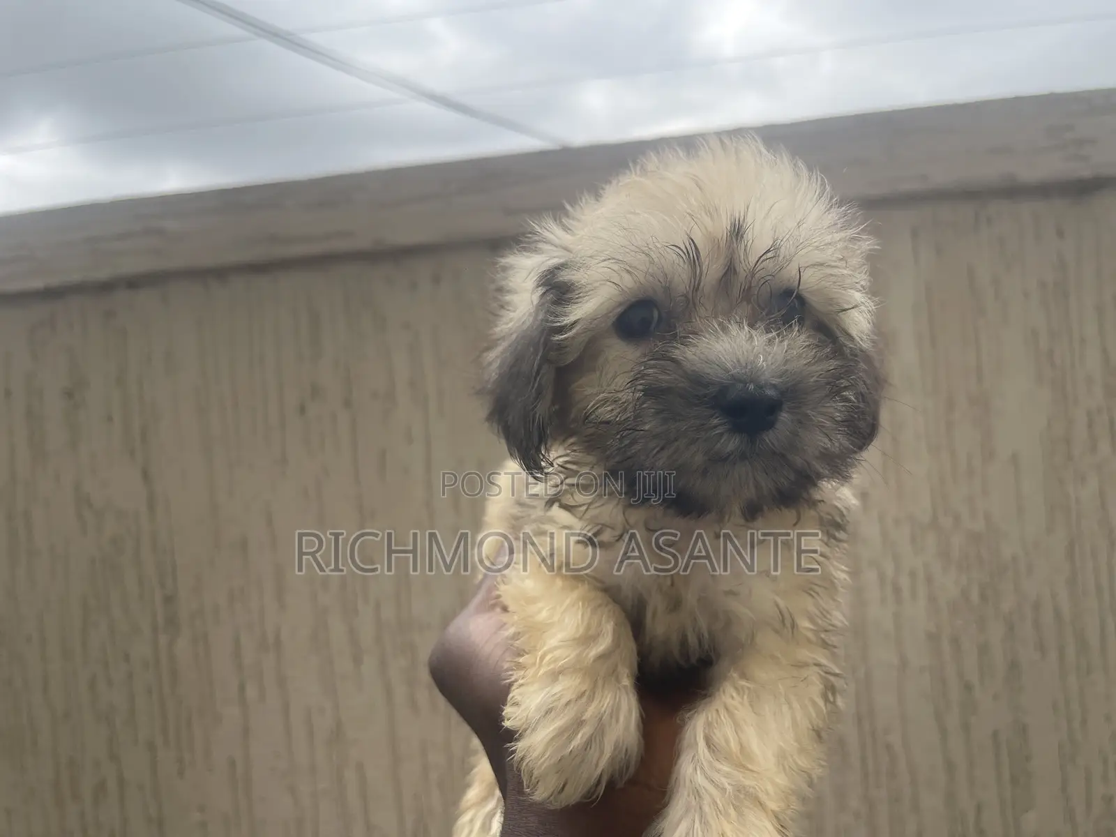 1-3 months Female Purebred Poodle