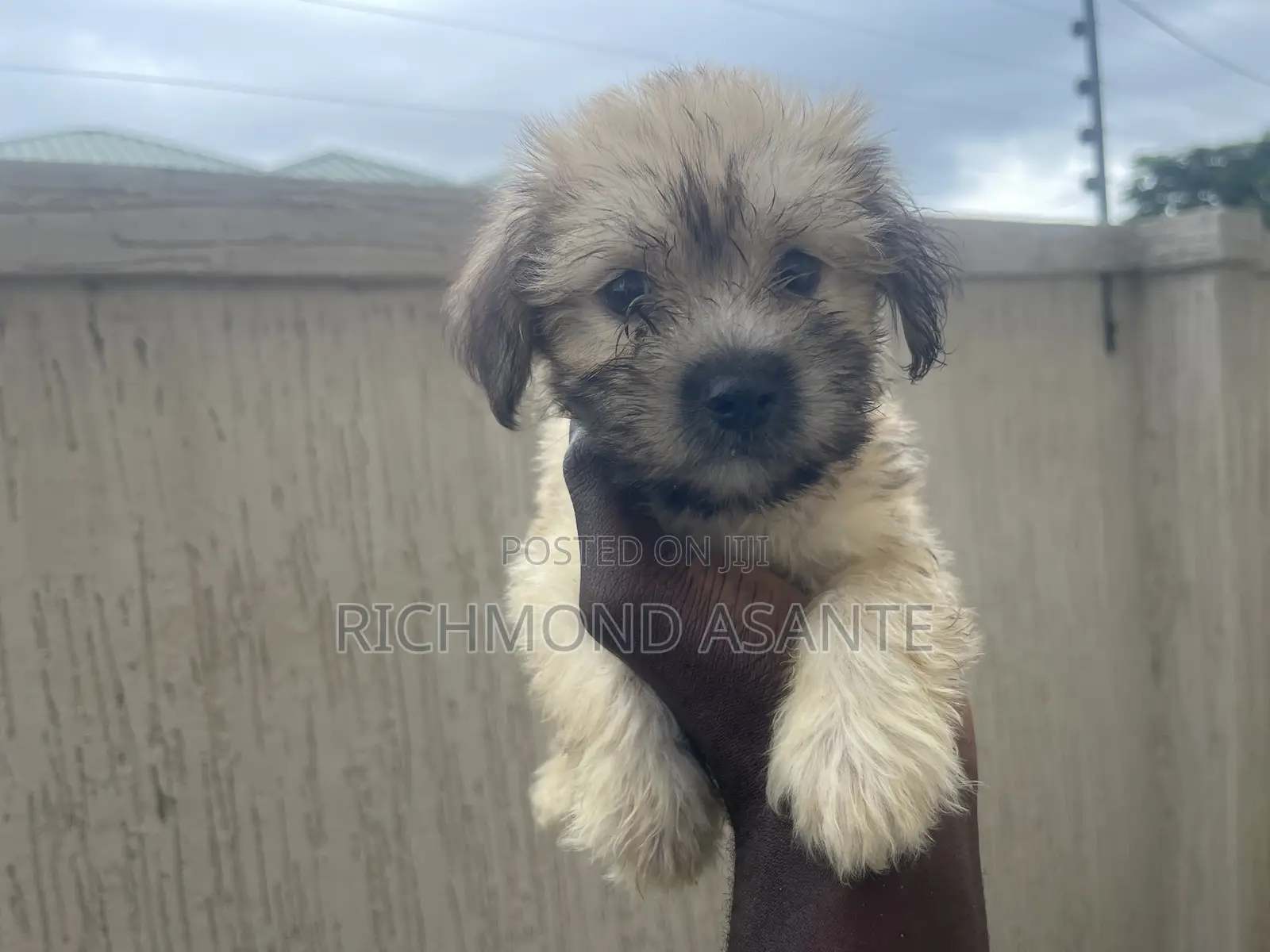 1-3 months Female Purebred Poodle