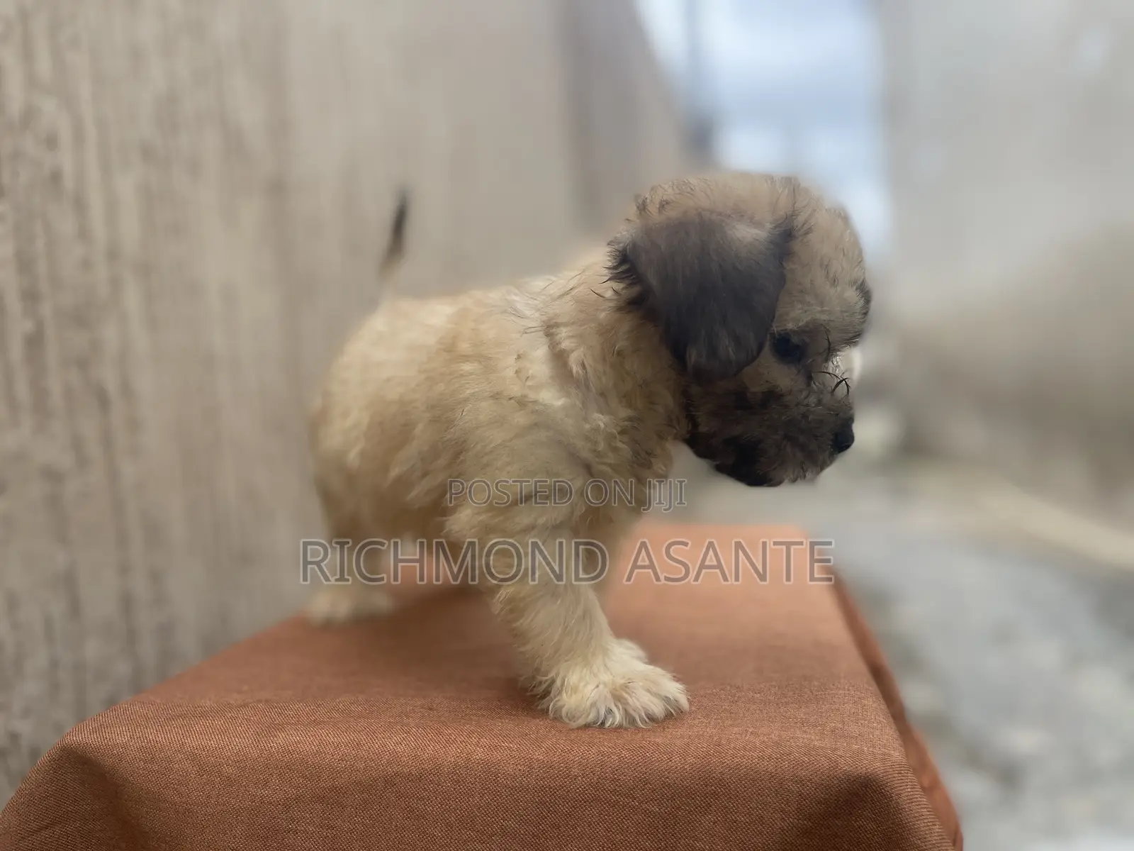 1-3 months Female Purebred Poodle