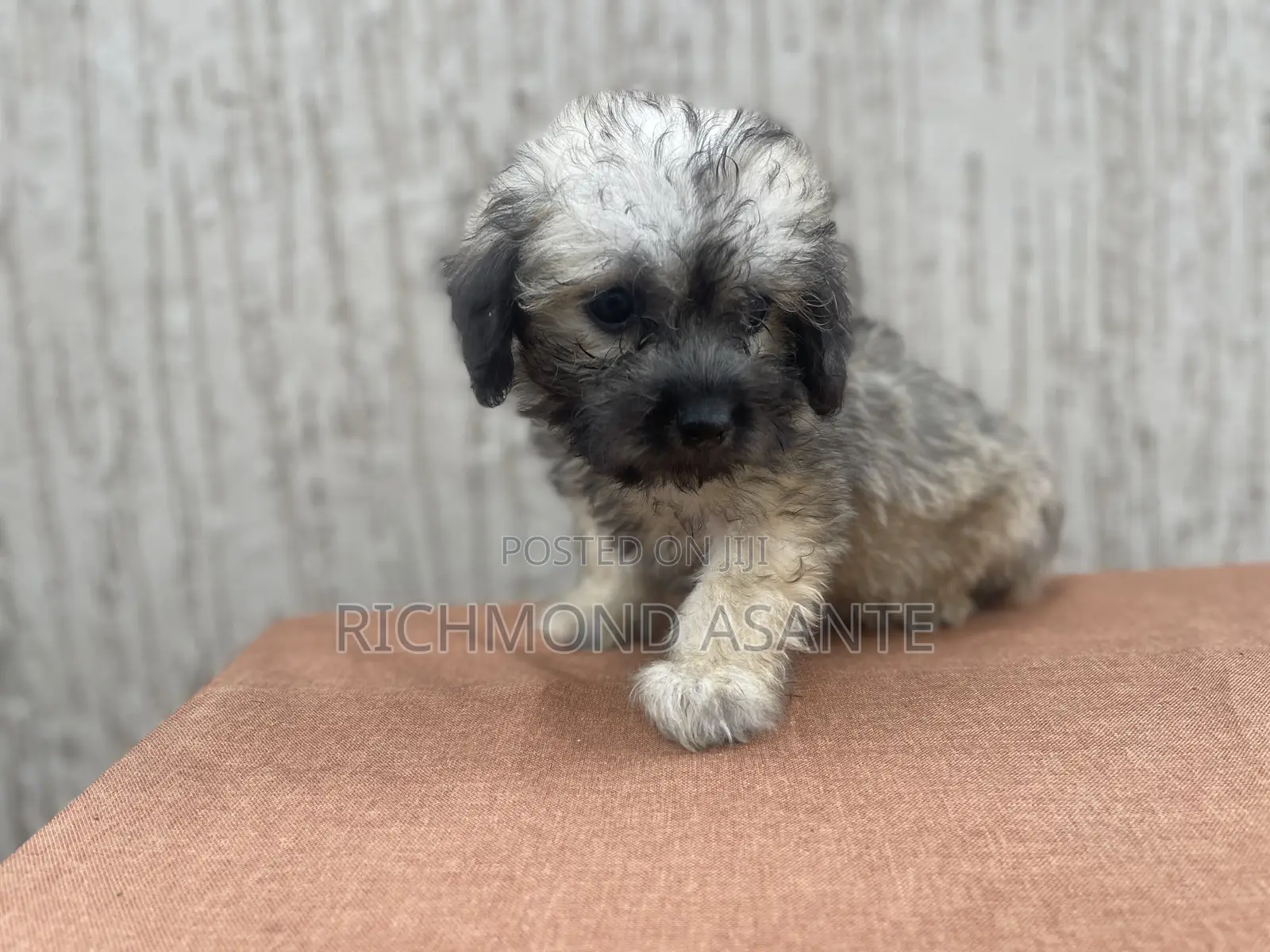 1-3 months Female Purebred Poodle