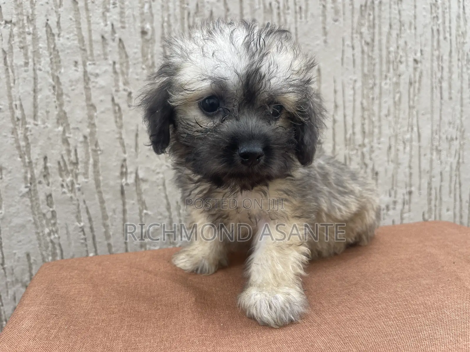 1-3 months Female Purebred Poodle