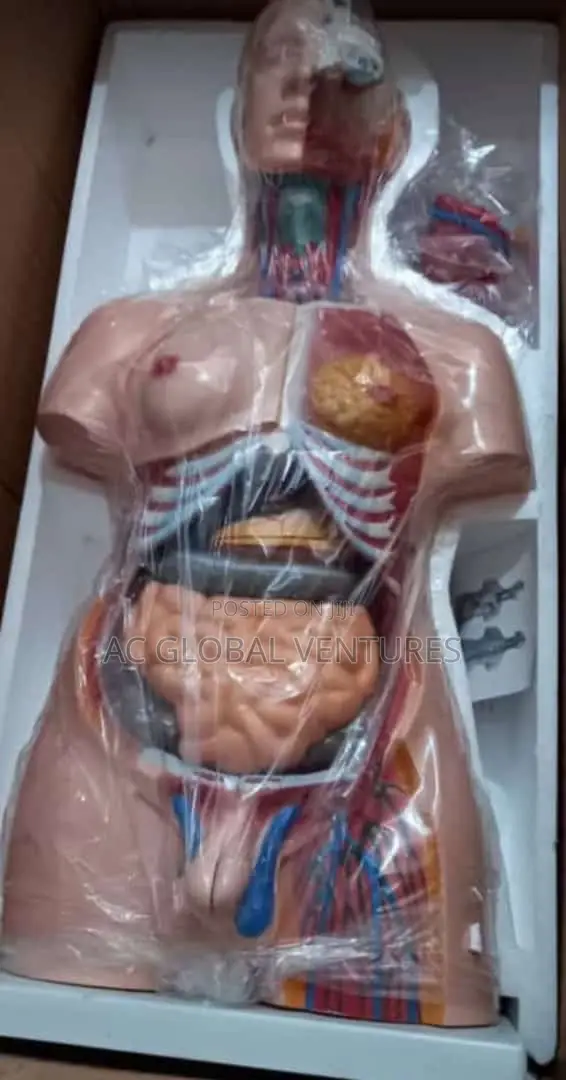 Sexless Torso
