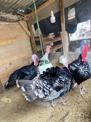 Turkey Birds for Sale