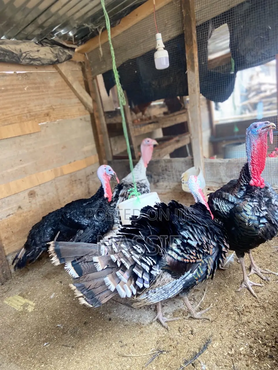 Turkey Birds for Sale