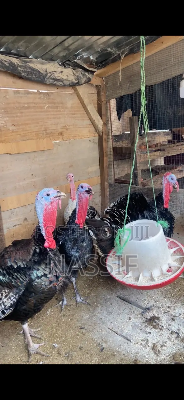 Turkey Birds for Sale