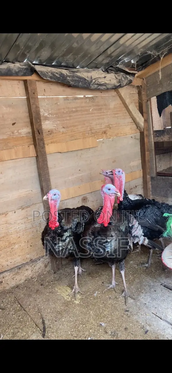 Turkey Birds for Sale
