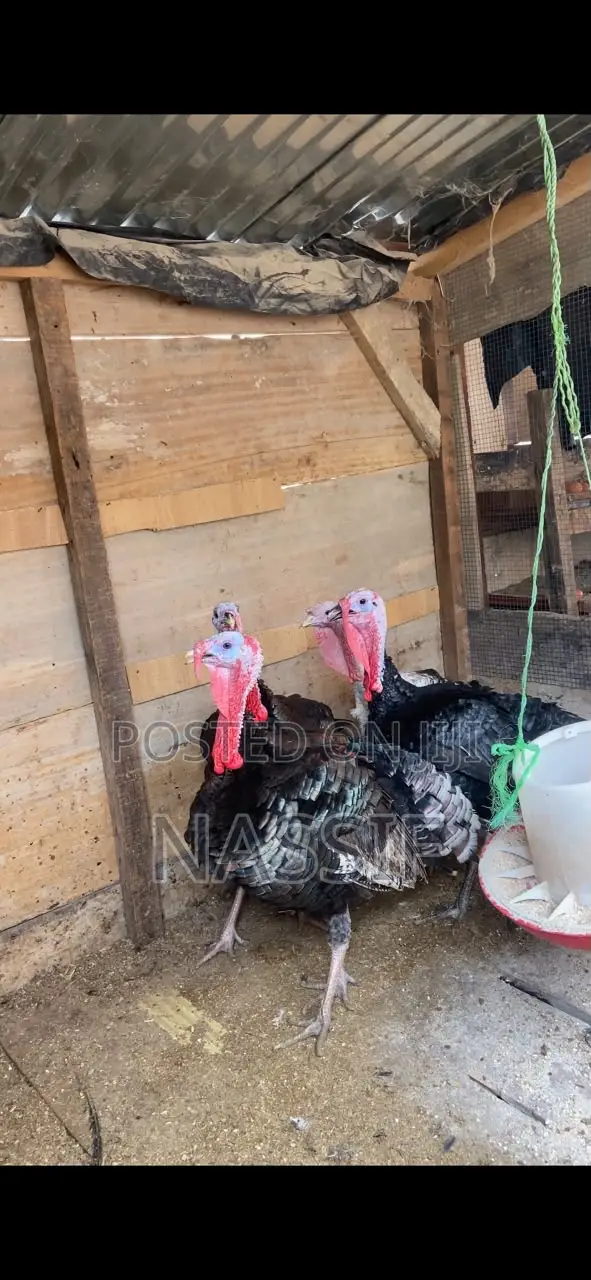 Turkey Birds for Sale