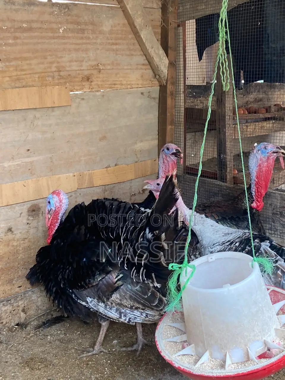Turkey Birds for Sale
