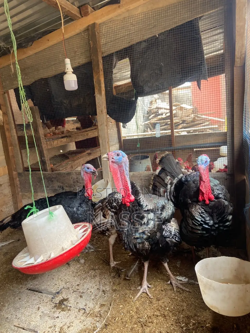 Turkey Birds for Sale