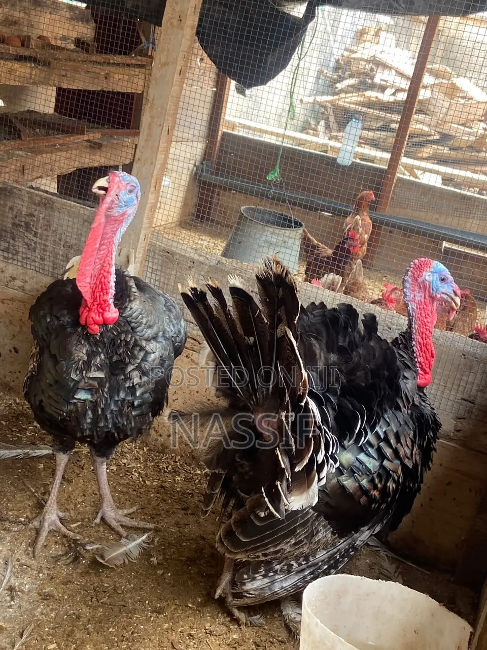 Turkey Birds for Sale