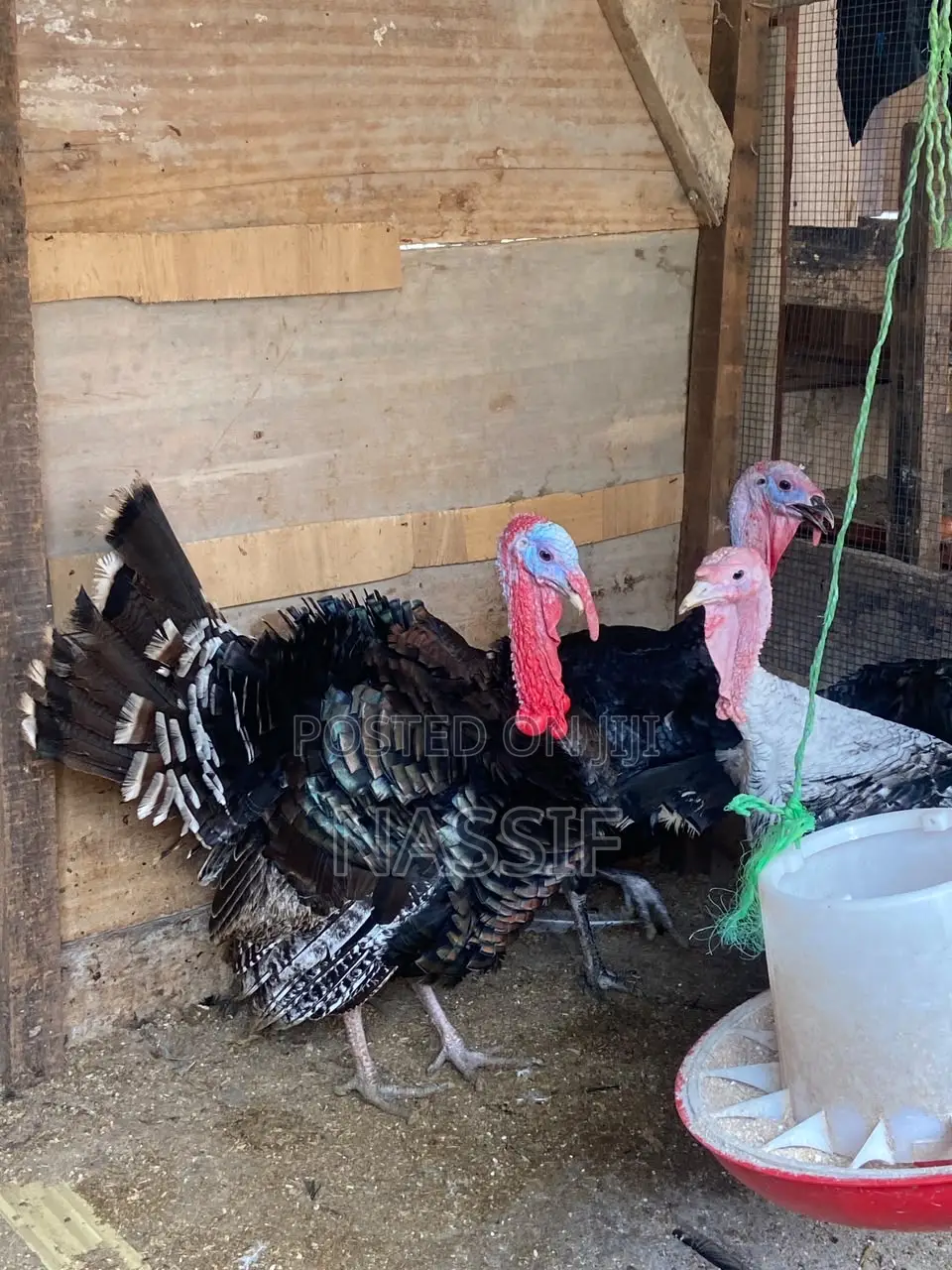 Turkey Birds for Sale