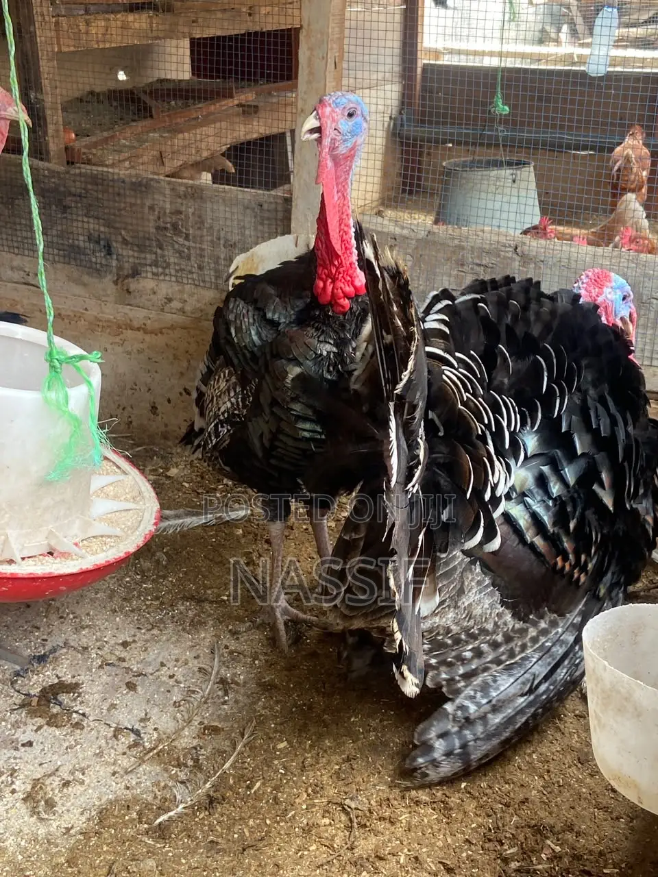 Turkey Birds for Sale