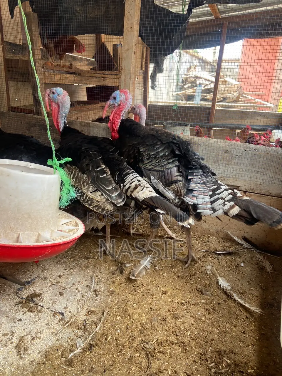 Turkey Birds for Sale