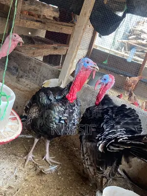 Turkey Birds for Sale
