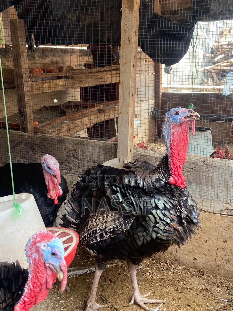 Turkey Birds for Sale