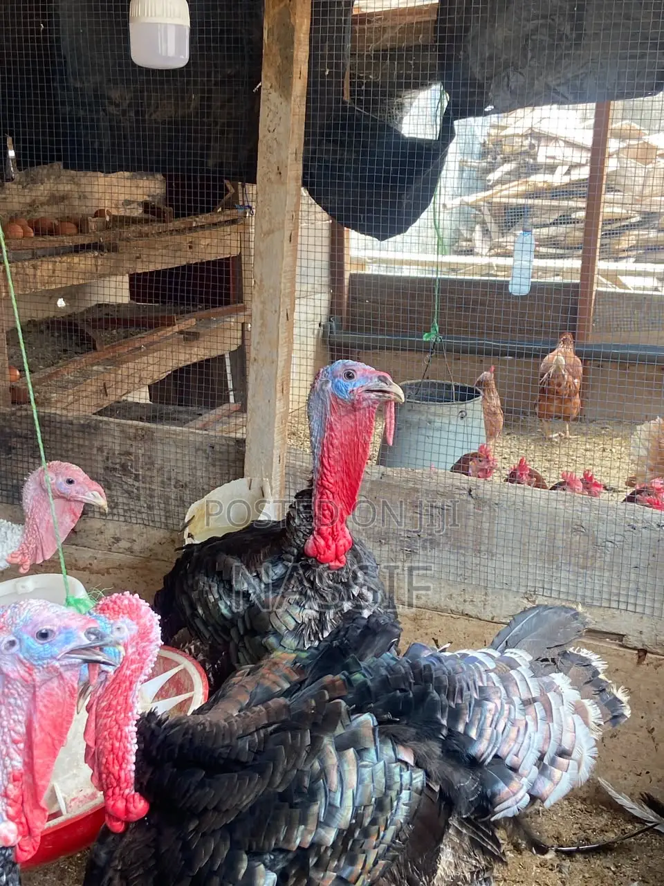 Turkey Birds for Sale