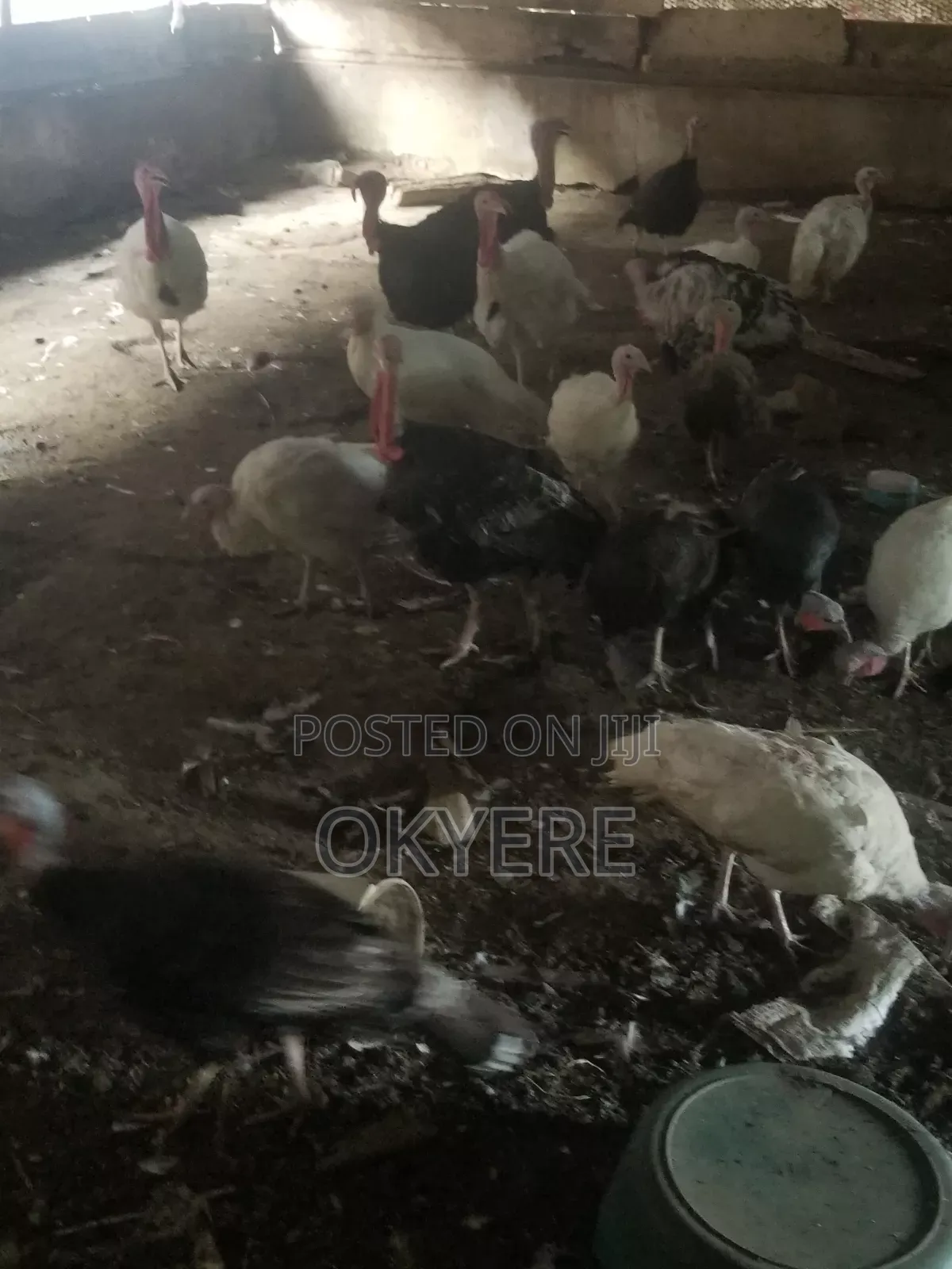 Turkeys Farm