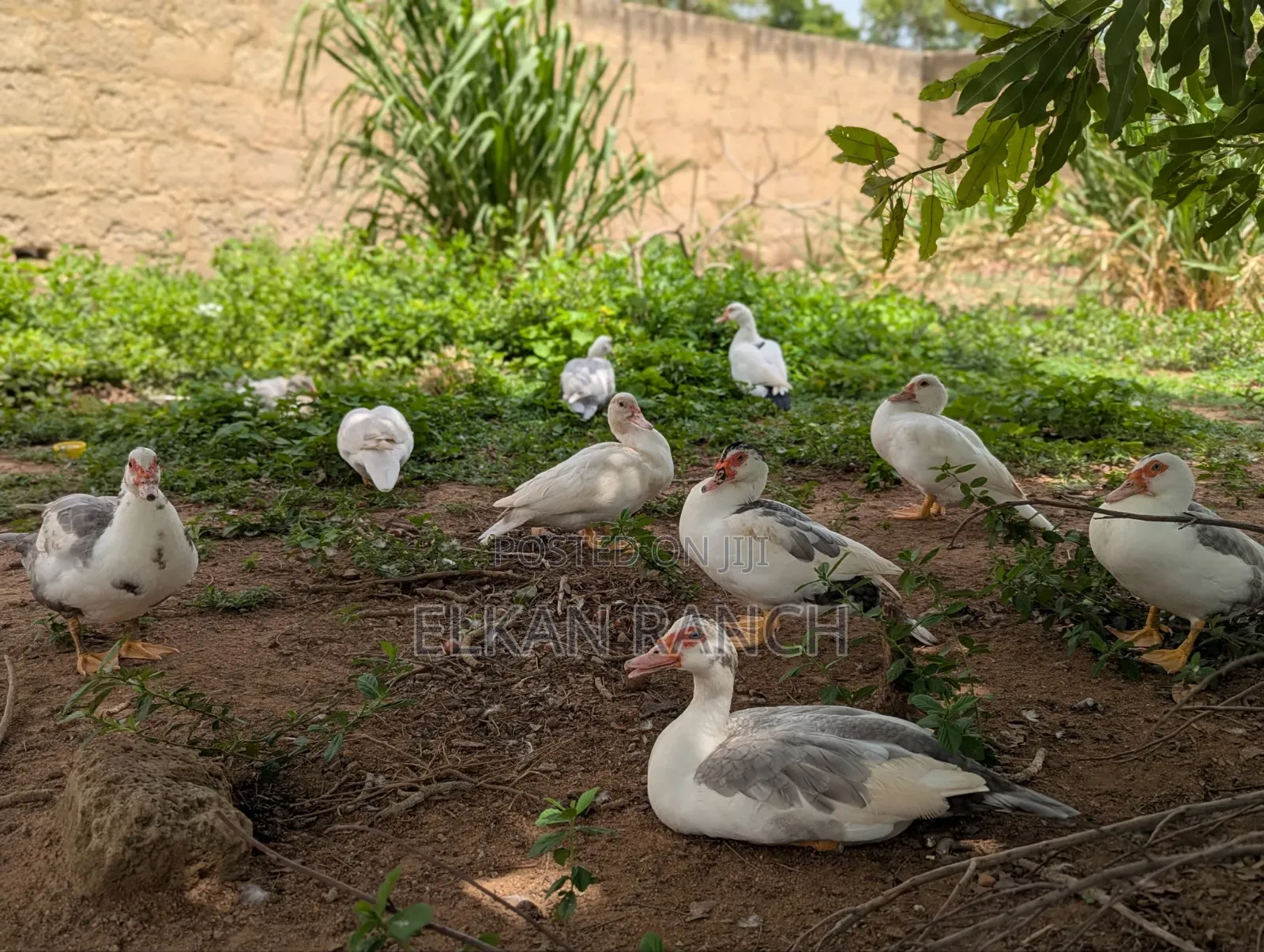 Moscovey Ducks
