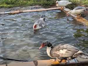 Moscovey Ducks