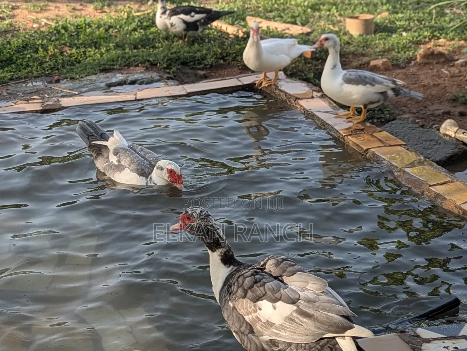 Moscovey Ducks