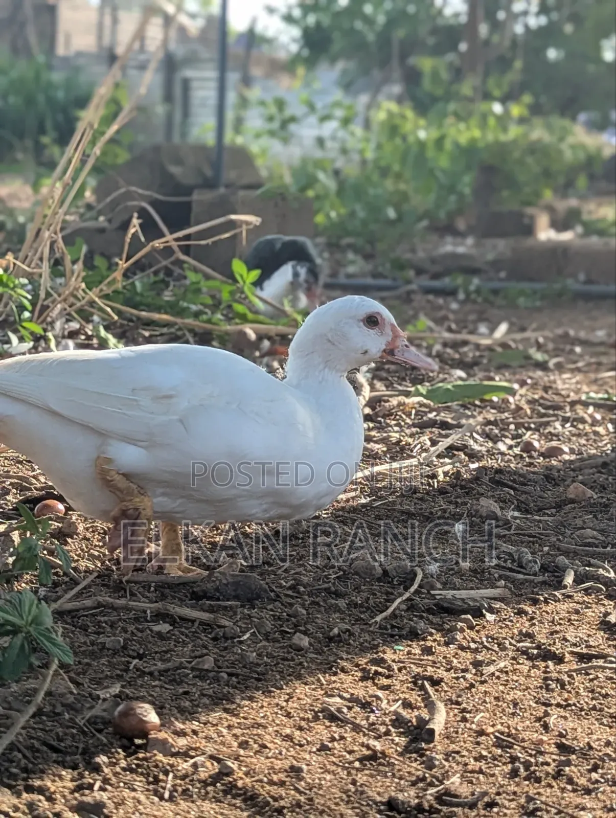 Moscovey Ducks