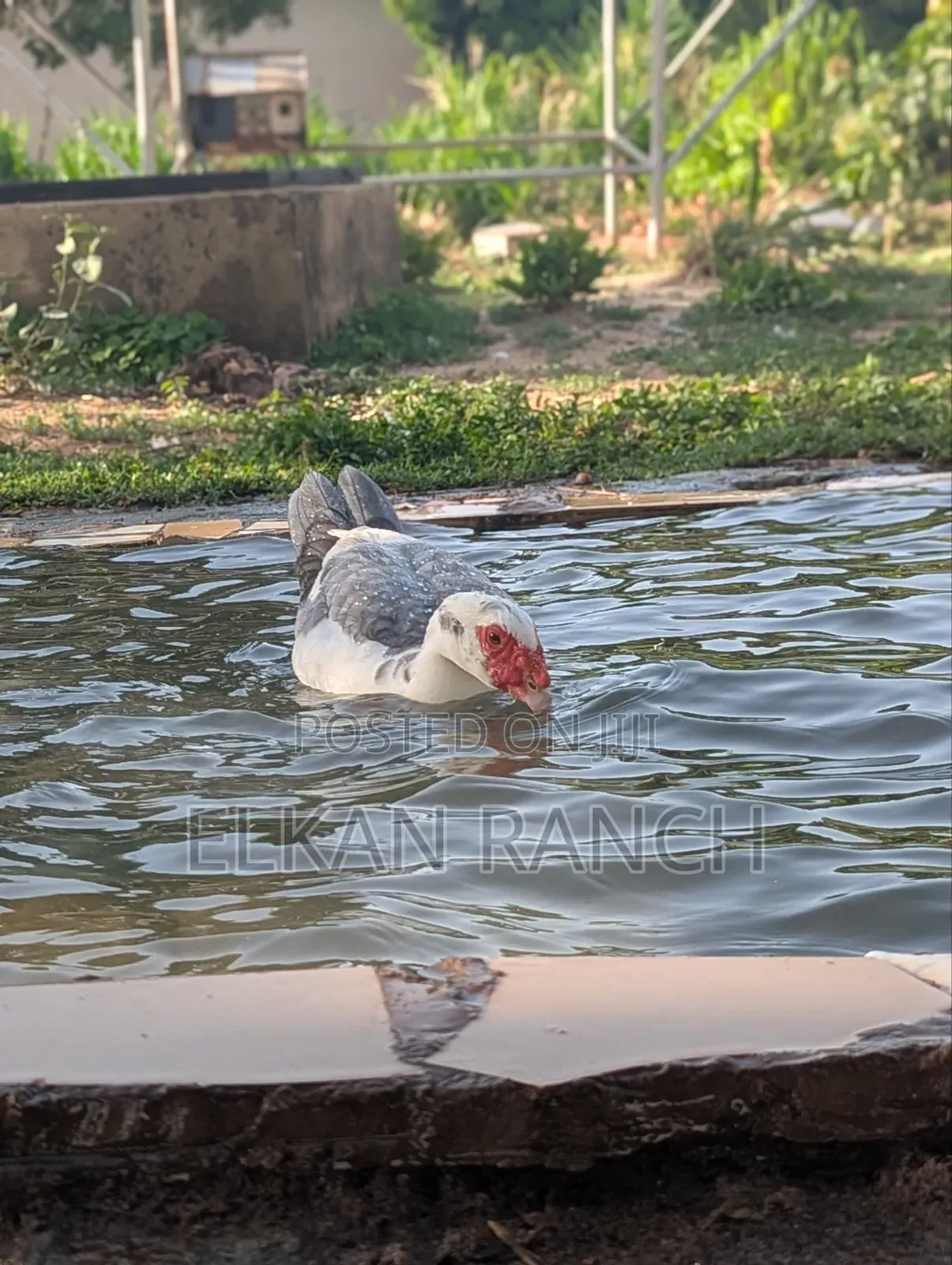 Moscovey Ducks